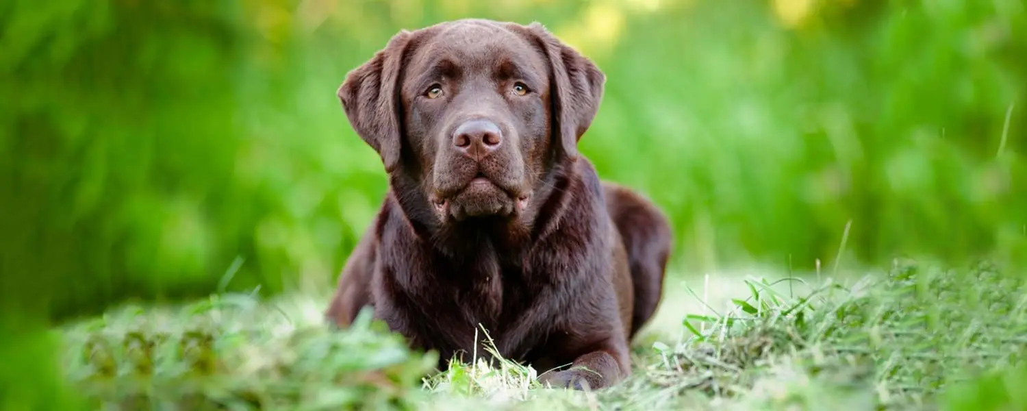 Il Labrador Marrone: Un compagno di vita ideale