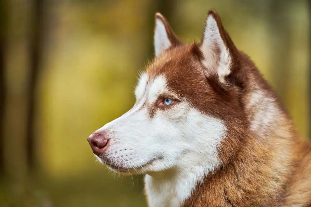 Il Marrone Husky: Una Razza di Cani Affascinante