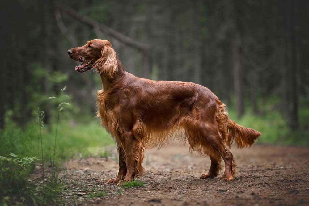 Irish setter