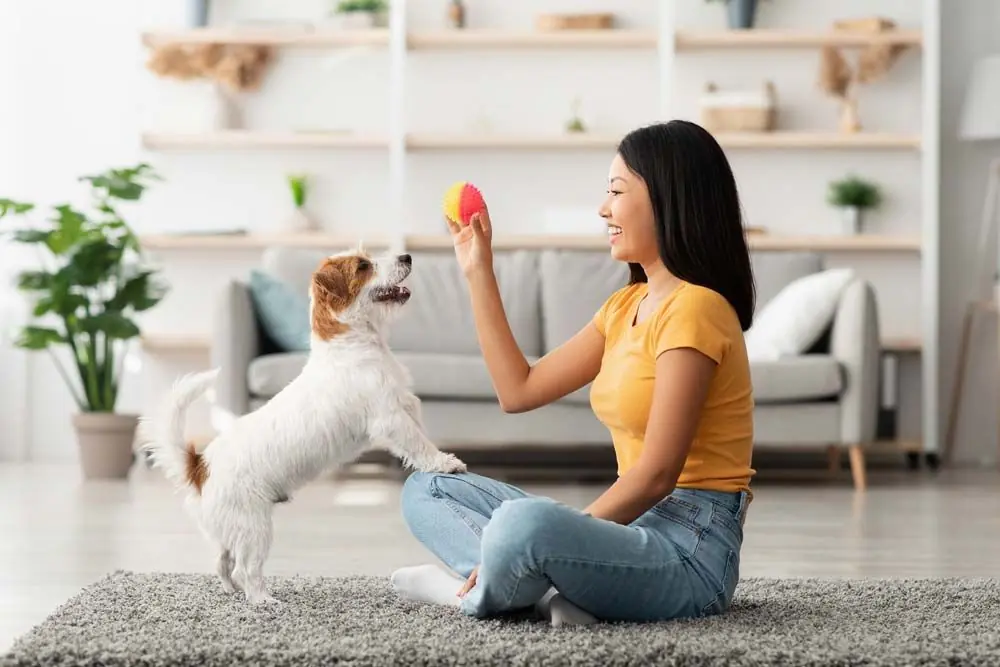 Juegos de inteligencia para perros en casa: Estimula su mente con diversión
