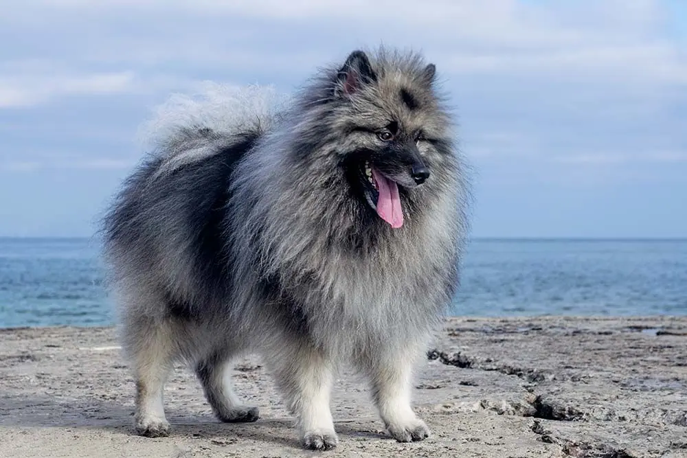 Keeshond
