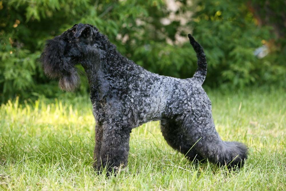 Kerry blueterrier
