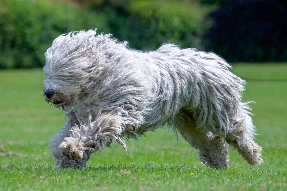 Komondor