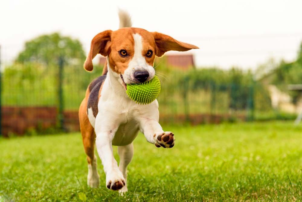La importancia del ejercicio para los cachorros