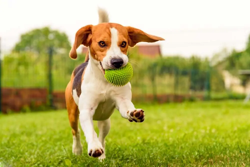 La importancia del ejercicio para los cachorros