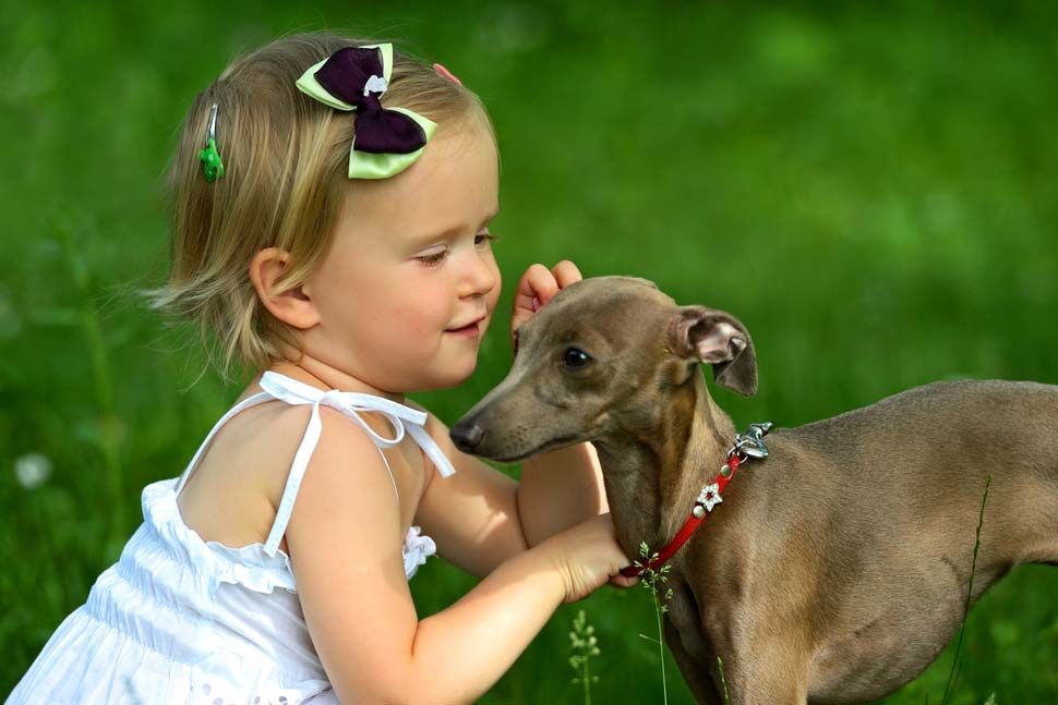 La personalit del Piccolo Levriero Italiano