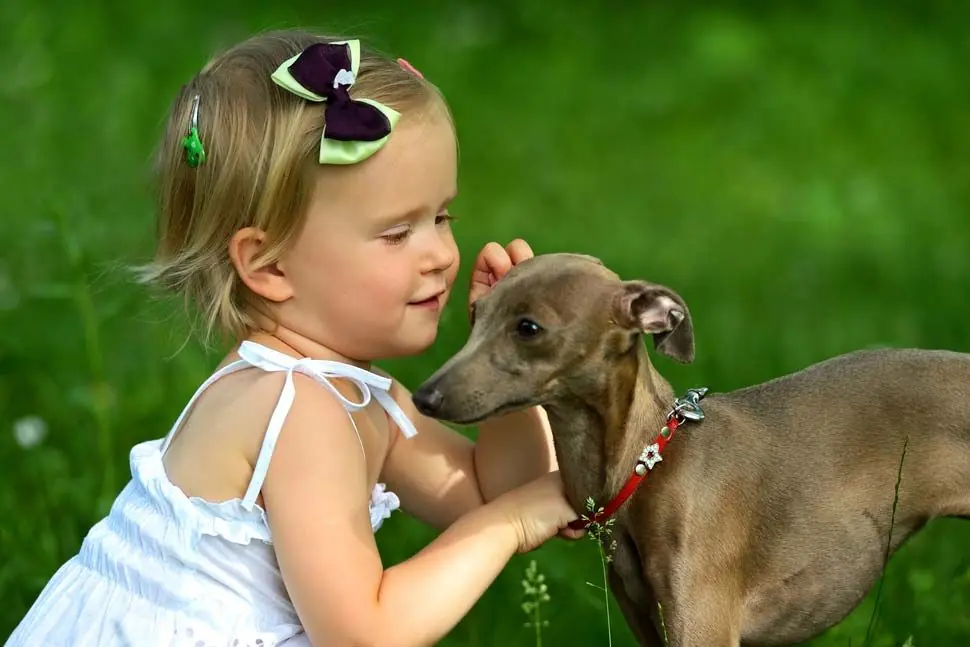 La personalit del Piccolo Levriero Italiano