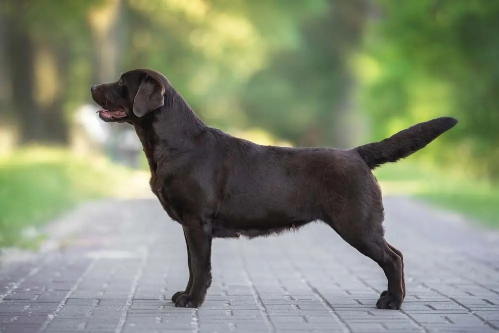 Labrador Cioccolato una bellezza unica
