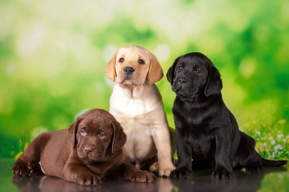 Labrador retriever