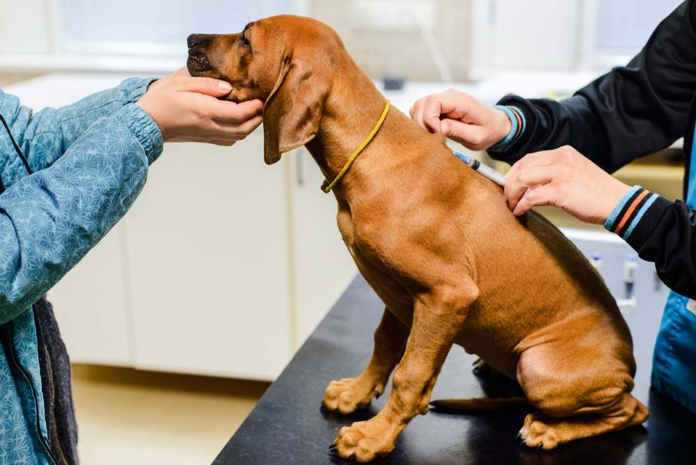 Le danger de la maladie de Carre