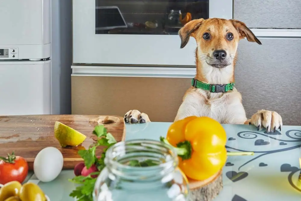 Les avantages et les inconvénients de l'alimentation maison pour les chiens