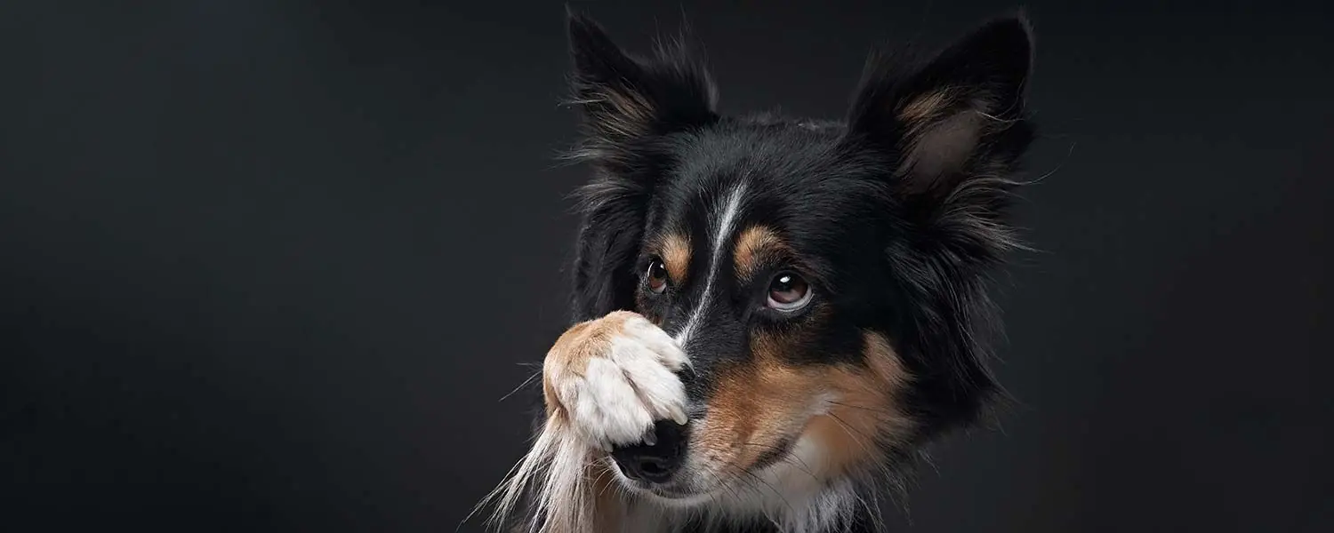 Les effets du stress sur la santé des chiens et comment le gérer