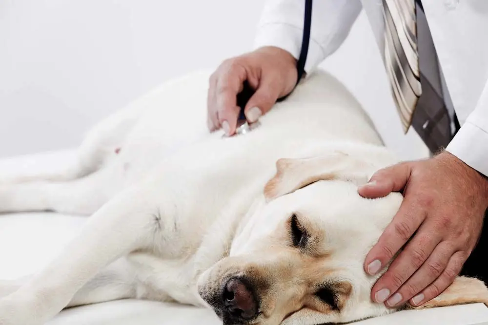 Les signes de la maladie de la thyroĂŻde chez les chiens et comment la traiter