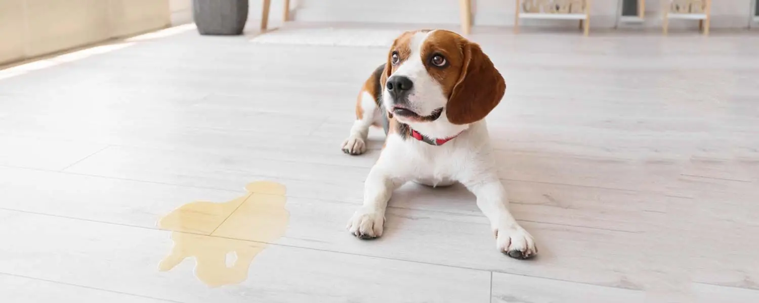 Les signes de la maladie de la vessie chez les chiens et comment la traiter