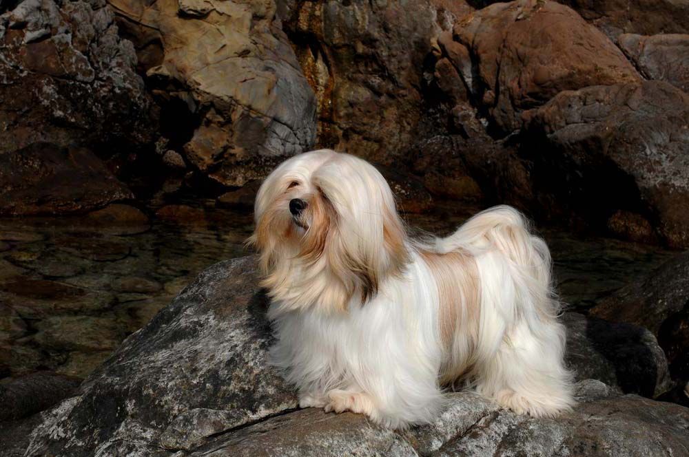 Lhasa apso