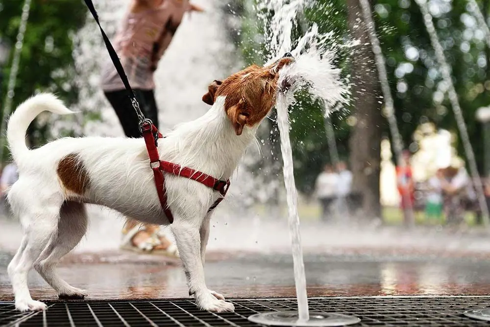 Limportance proteger votre chien de la chaleur extreme