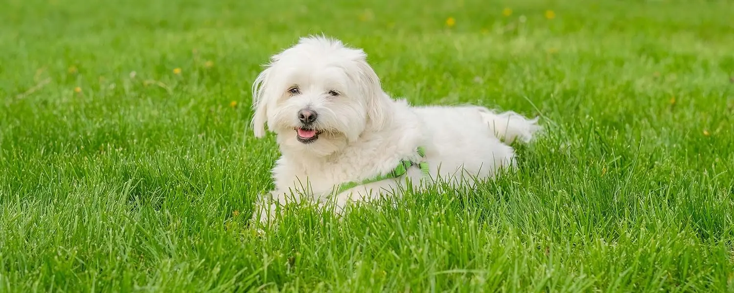Il Maltese Bichon Toy: una piccola taglia di grande personalità
