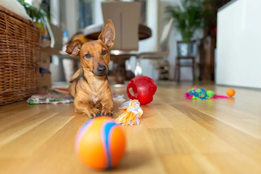 Mejor juguete para tu perro tamanio edad