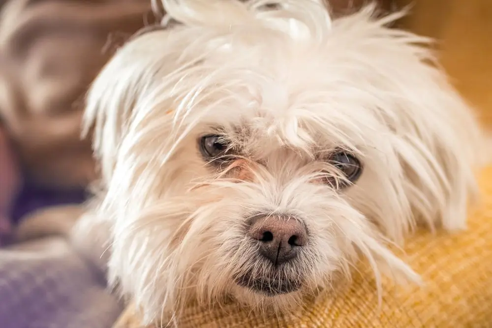 Mi perro tiene caspa y se le cae el pelo: causas y soluciones
