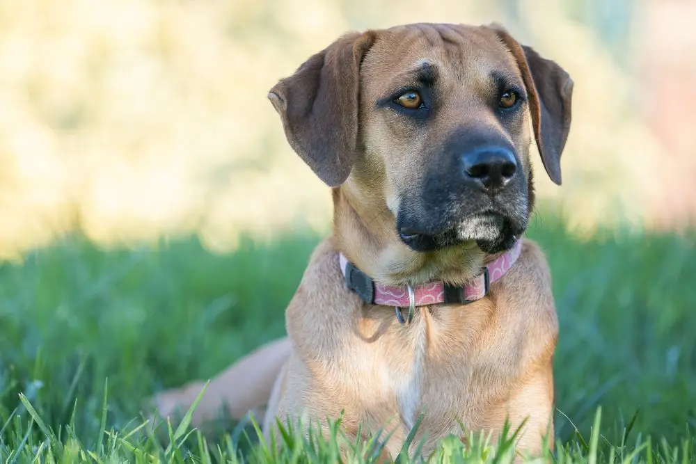 Nombres aztecas para perros: descubre más de 30 opciones y su significado