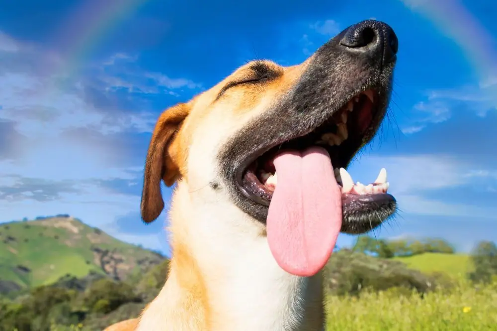 Nombres de perros que significan alegría: inspírate con esta lista para tu compañero peludo