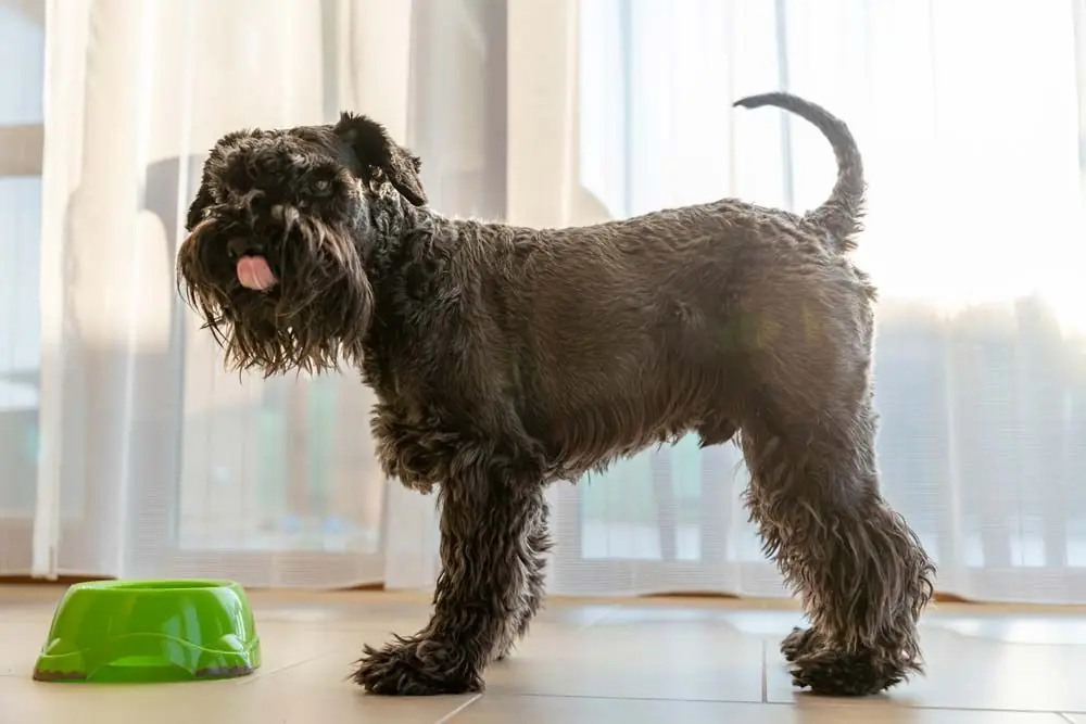 Nutrizione sana schnauzer gigante