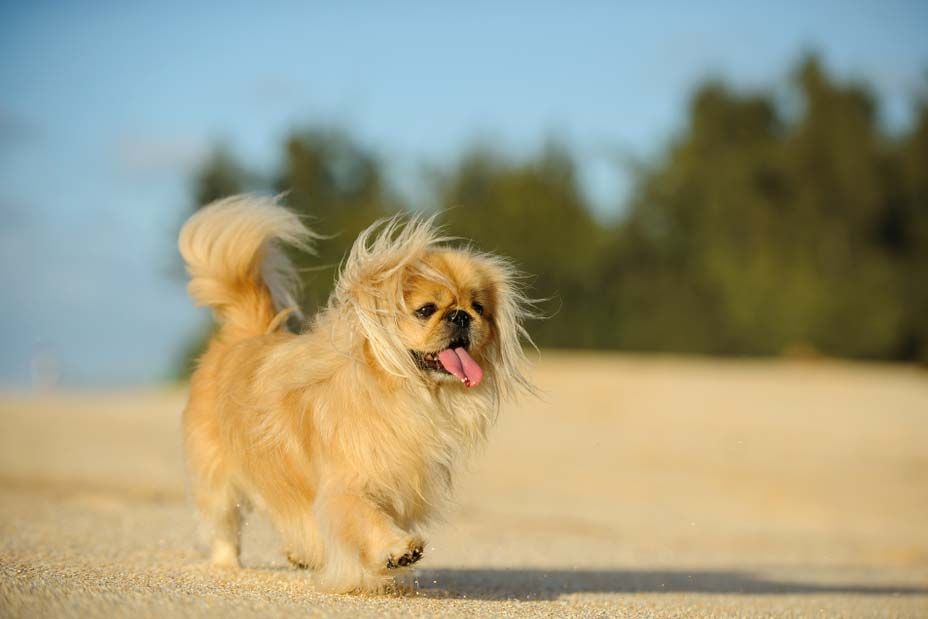 Pekines