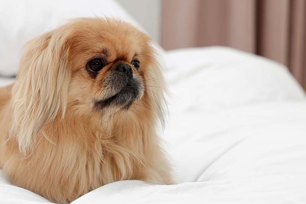 Pekines