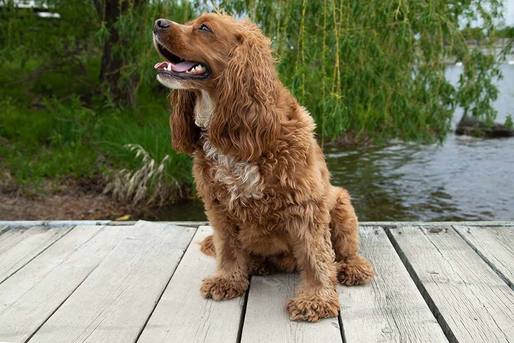 Perro de agua americano