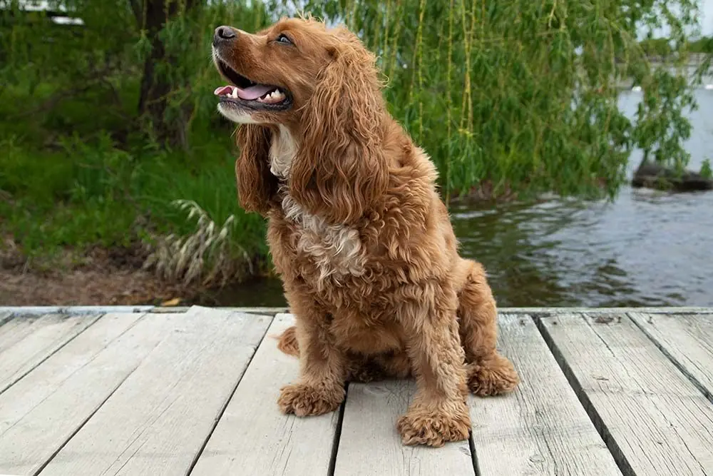 Perro de agua americano
