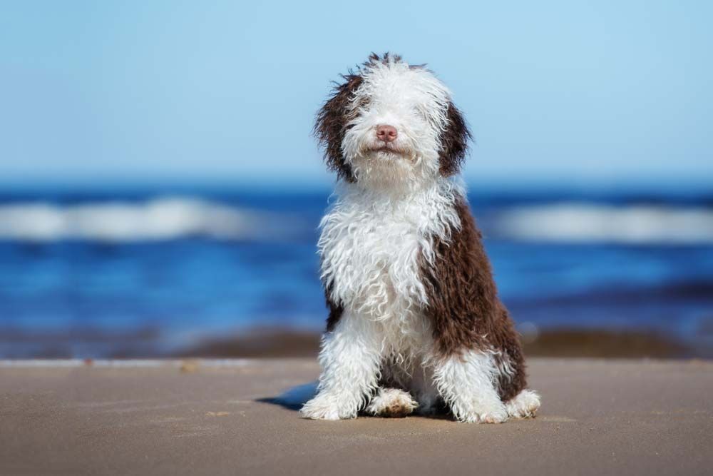 Perro de agua espanol