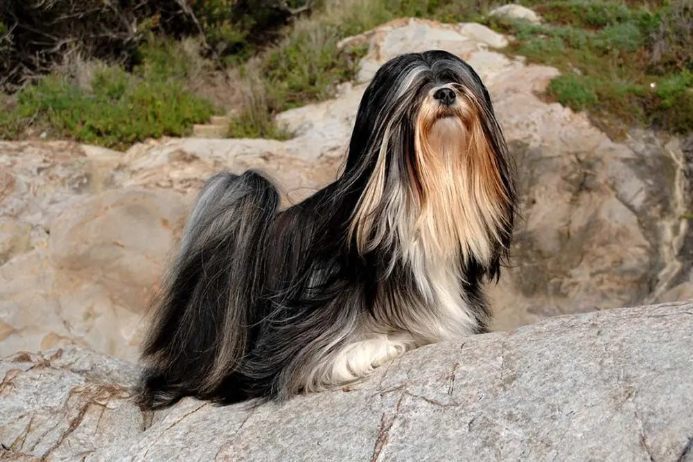 Perros chinos Lhasa apso