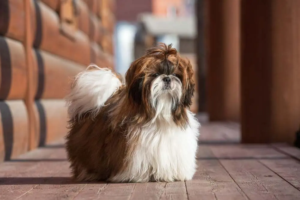 Perros chinos Shih Tzu