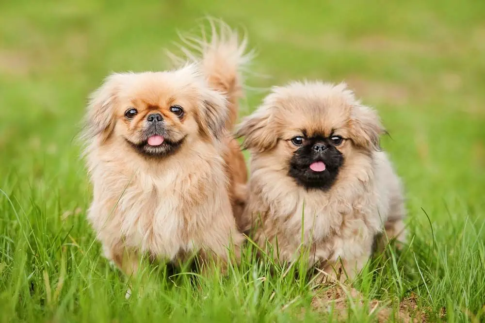 Perros chinos pekines