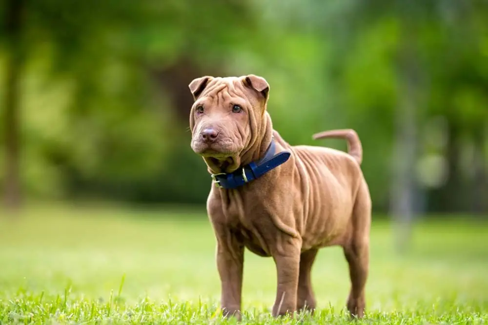 Perros chinos shar pei