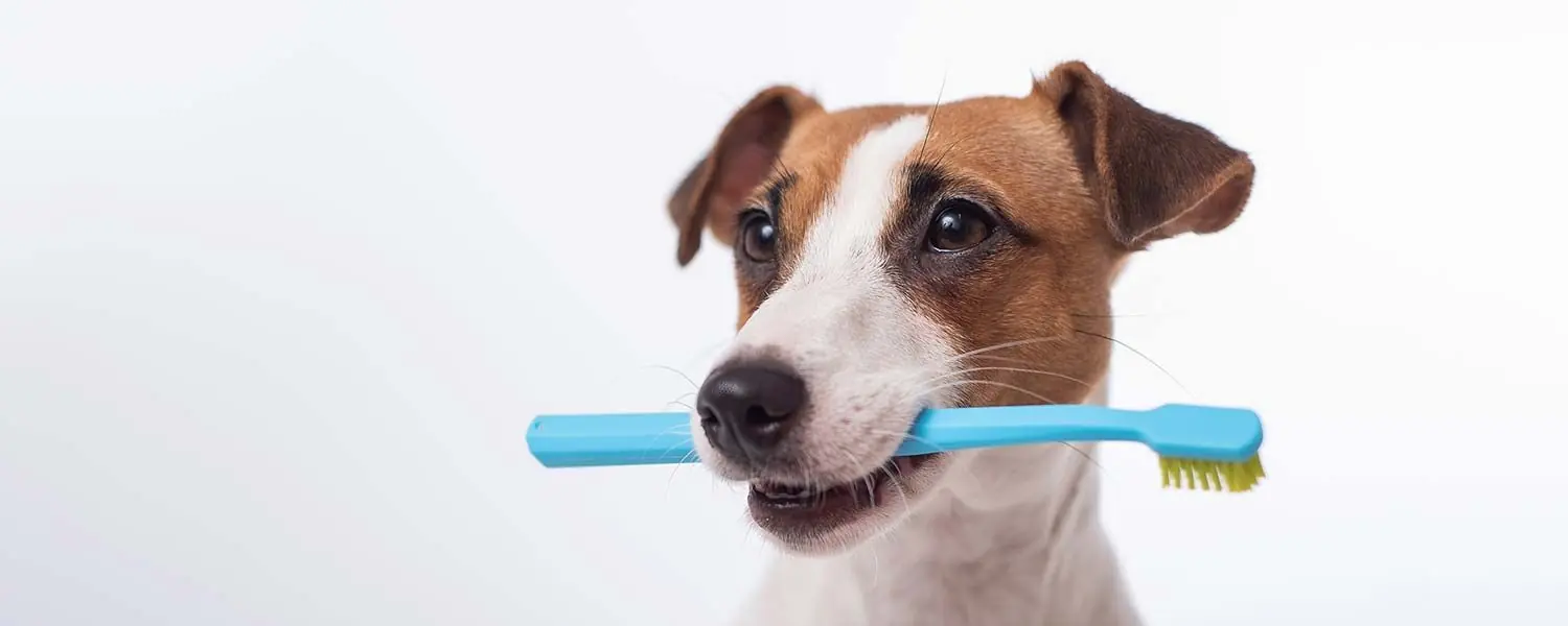 Conoce más acerca de la salud bucal de tu perro