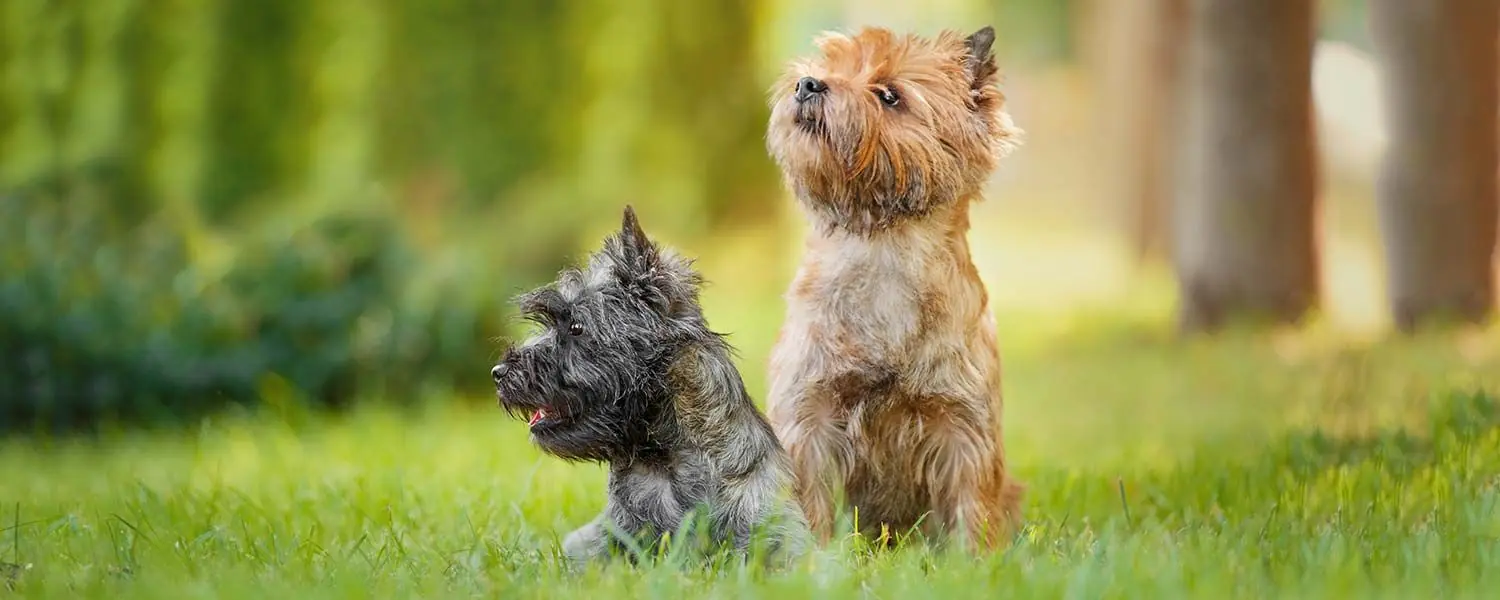 6 razas de perros miedosos: descubre las razas más temerosas