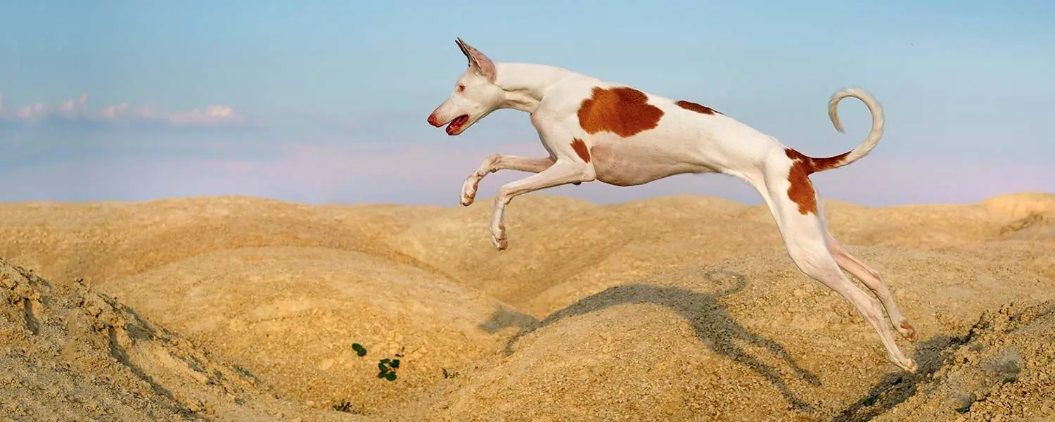 Il Podenco Valenciano: una razza di cane unica