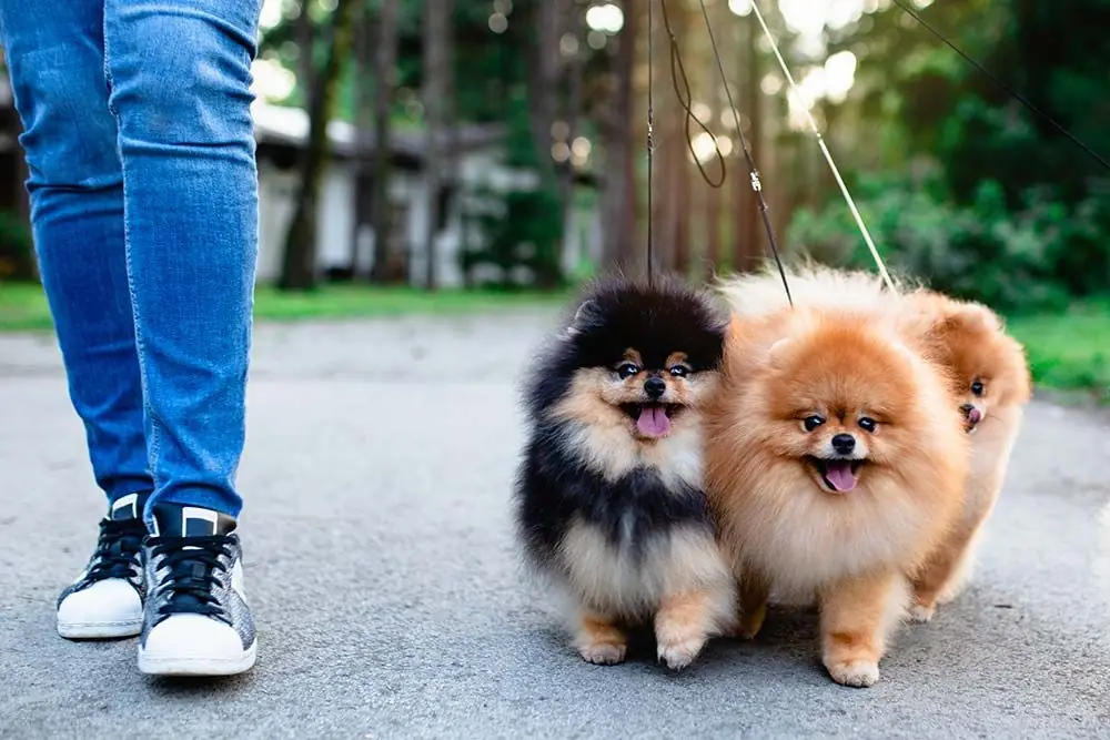 Pomeranian passeggiata