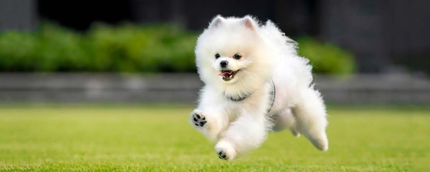 Il Pomeranian: Una Razza di Cane Piccola e Adorabile