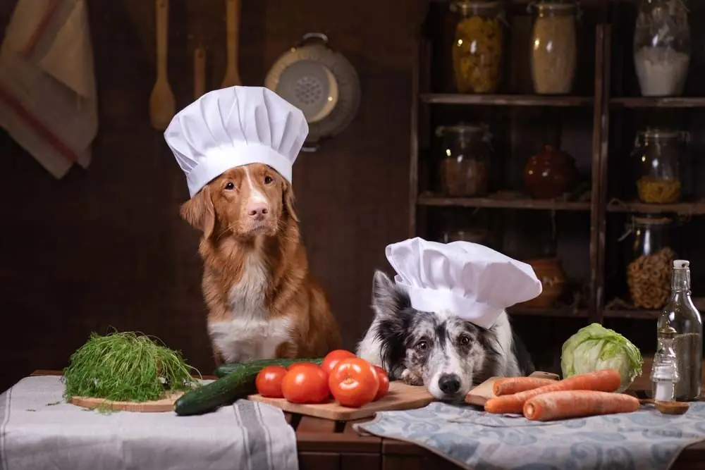 ¿Cuánto debe comer un perro y cuántas veces al día?