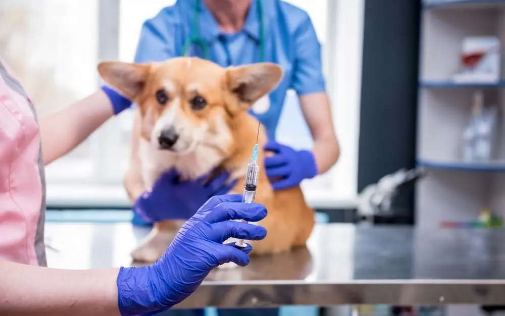 Pourquoi les chiens doivent ils etre vaccines