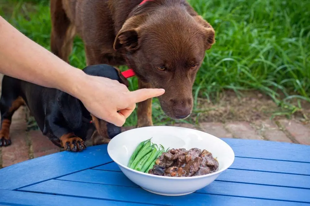 Principaux avantages du jeune chez le chien