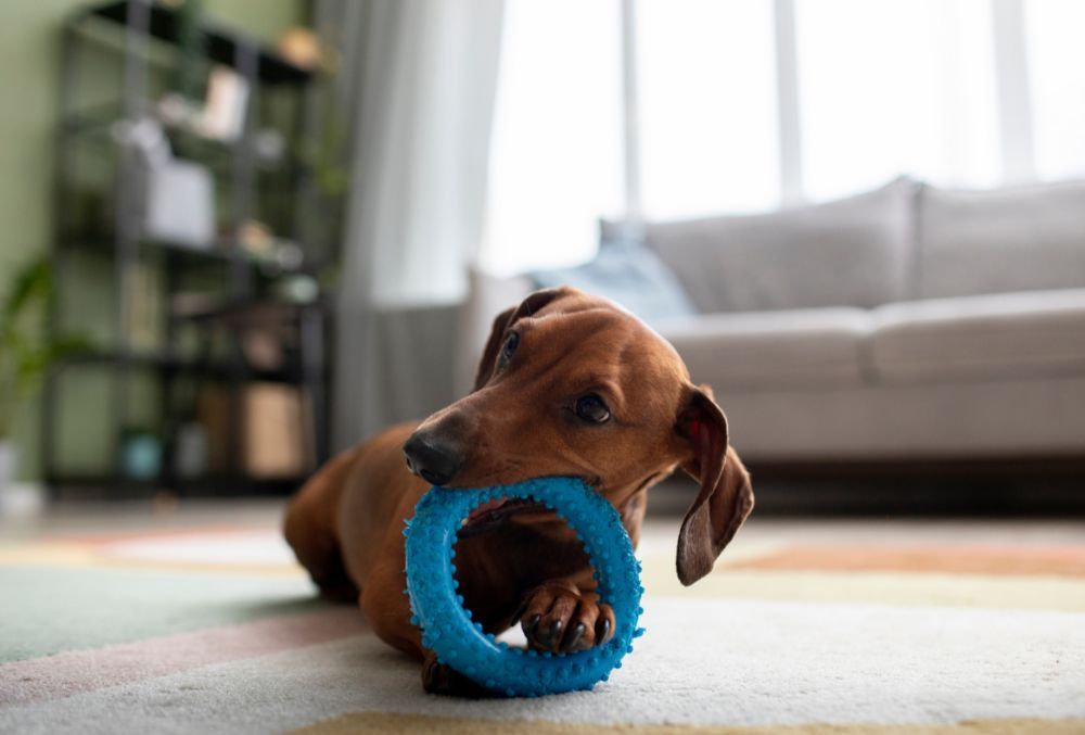 Proporciona juguetes adecuados para masticar