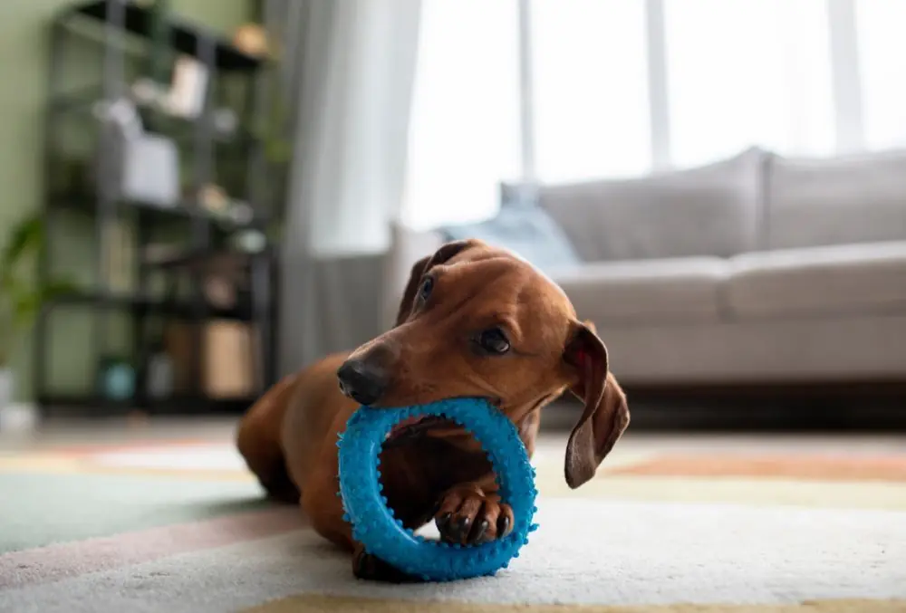 Proporciona juguetes adecuados para masticar