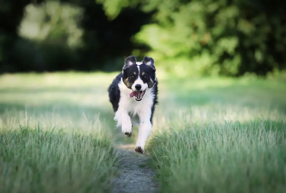 Proporciona suficiente ejercicio