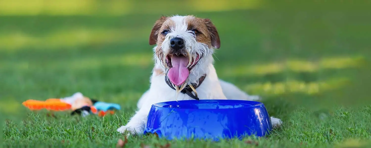 Protégez Votre Chien Contre les Coups de Chaleur: Astuces et Conseils útiles
