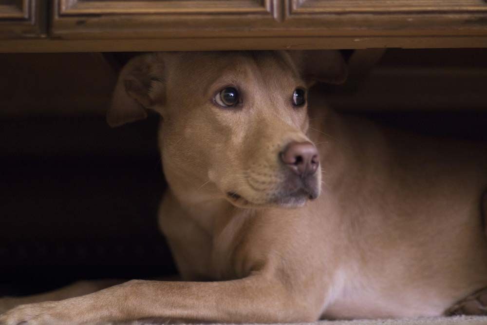 Quelles sont les causes de stress chez les chiens