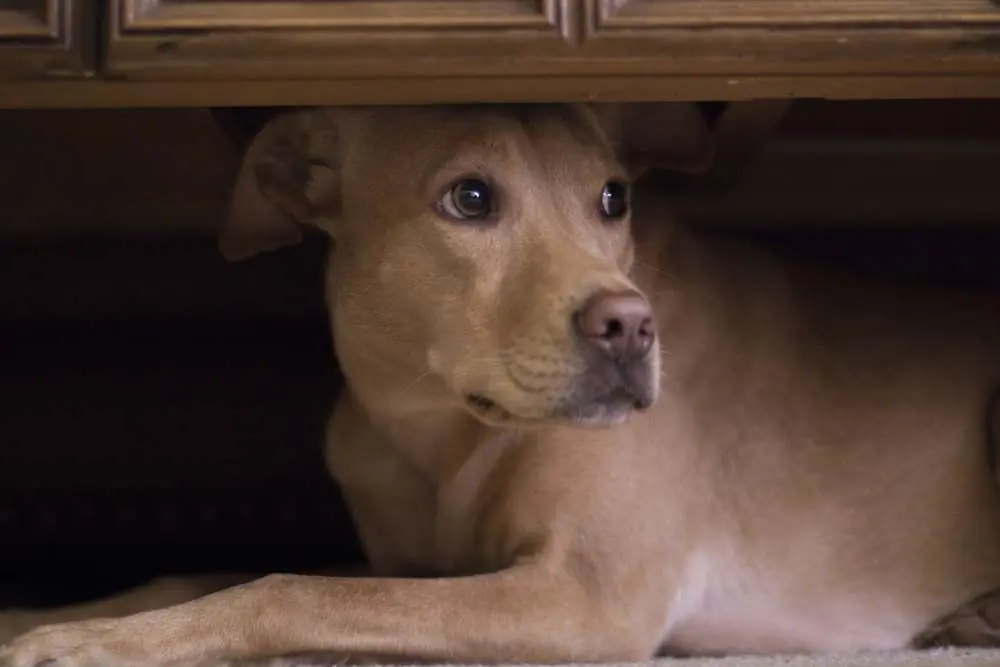 Quelles sont les causes de stress chez les chiens