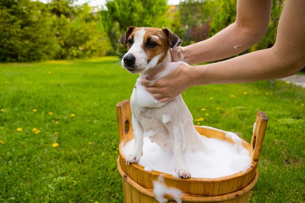 Quels sont les meilleurs traitements allergies